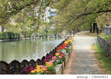 天神中央公園の遊歩道 136944915