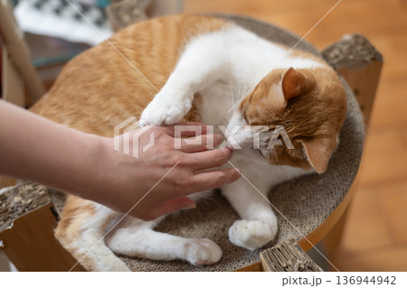 猫を撫でる 茶トラ白 猫を撫でる 茶トラ白 136944942