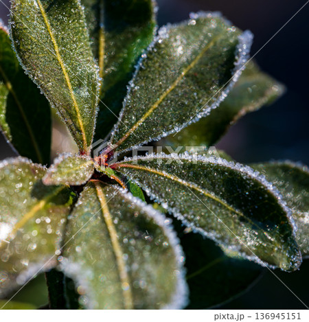 霜が降りた馬酔木の葉、アセビに降りた霜 136945151