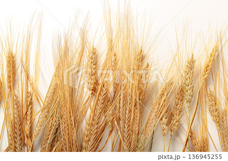 Wheat stalks arranged in a horizontal line with a light background in a simple layout Wheat stalks arranged in a horizontal line with a light background in a simple layout 136945255