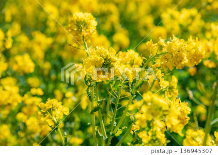 青空に映える菜の花 136945307