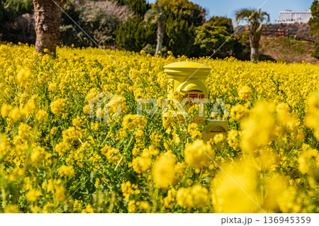 青空に映える菜の花 136945359