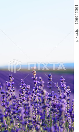 Lavender field with blooming flowers stretching toward the horizon in bright sunlight Lavender field with blooming flowers stretching toward the horizon in bright sunlight 136945361