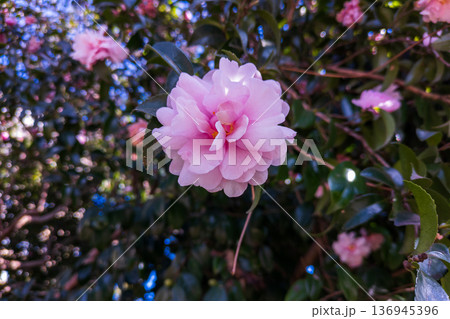 オトメサザンカのピンクの花 オトメサザンカのピンクの花 136945396