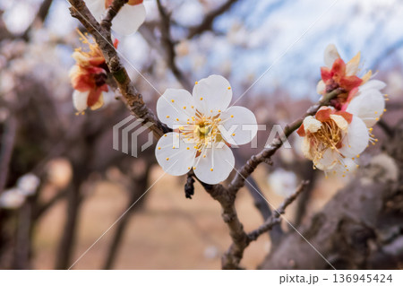 白い梅の花　爽やかな良い香りがします 136945424