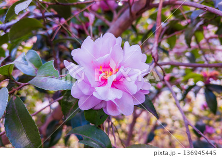 オトメサザンカのピンクの花 136945445
