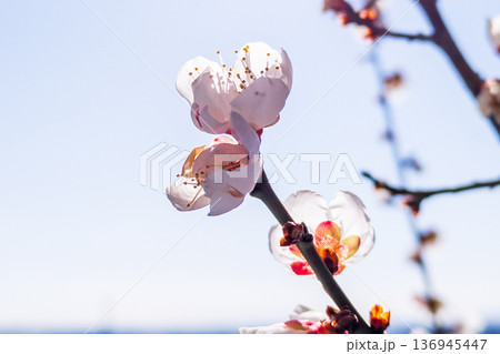 青空と白い梅の花 爽やかな良い香りがします 青空と白い梅の花 爽やかな良い香りがします 136945447