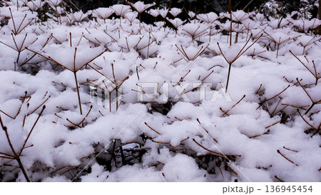 雪化粧したドウダンツツジ 器に入ったかき氷のようです 雪化粧したドウダンツツジ 器に入ったかき氷のようです 136945454