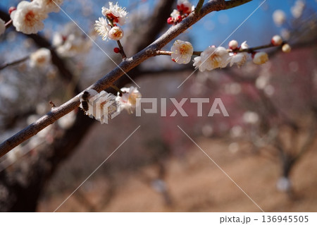 青空に映える白梅の枝 蜂の採蜜 136945505
