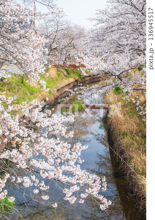 鹿化川千本桜《三重県 四日市市 川島町》 136945517