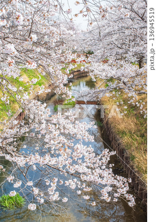 鹿化川千本桜《三重県 四日市市 川島町》 鹿化川千本桜《三重県 四日市市 川島町》 136945519