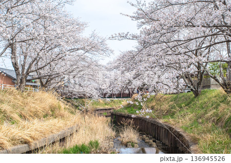鹿化川千本桜《三重県 四日市市 川島町》 鹿化川千本桜《三重県 四日市市 川島町》 136945526