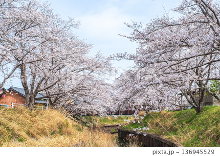 鹿化川千本桜《三重県 四日市市 川島町》 136945529