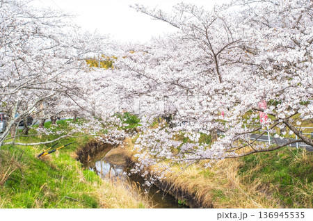 鹿化川千本桜《三重県 四日市市 川島町》 鹿化川千本桜《三重県 四日市市 川島町》 136945535