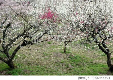 見頃の佐布里池梅林 136945593