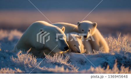 極地の夕暮れに寄り添うホッキョクグマの親子 136945648