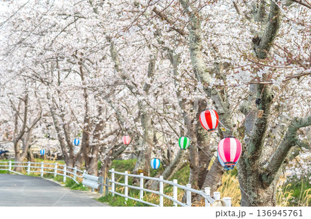 鹿化川千本桜《三重県 四日市市 川島町》 鹿化川千本桜《三重県 四日市市 川島町》 136945761