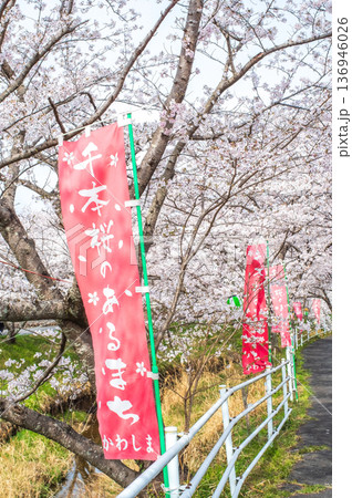 鹿化川千本桜《三重県 四日市市 川島町》 136946026
