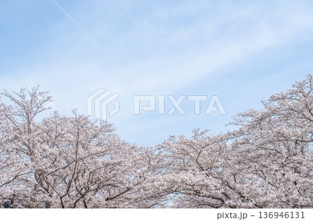 鹿化川千本桜《三重県 四日市市 川島町》 鹿化川千本桜《三重県 四日市市 川島町》 136946131