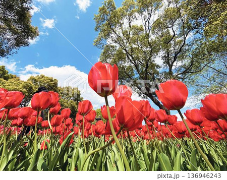 群生する赤色のチューリップ 群生する赤色のチューリップ 136946243