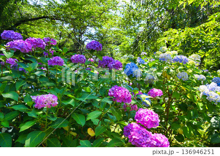 本土寺　美しいあじさい（千葉県松戸市） 136946251
