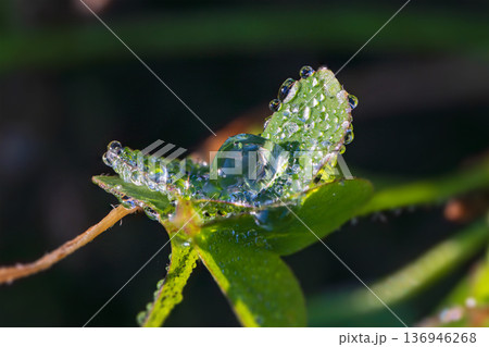 カタバミの葉に付着した霜と水滴、冬の朝の足元 カタバミの葉に付着した霜と水滴、冬の朝の足元 136946268