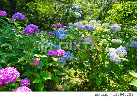 本土寺　美しいあじさい（千葉県松戸市） 136946282