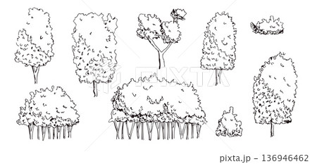 Sketch doodle bushes and tree doodle sketches in black ink line. Forest and garden plants, shrub with detailed outline work. Vector botanical illustrations perfect for nature design project 136946462