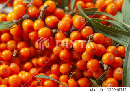 Sea-buckthorn berries with leaves. Sea-buckthorn berries with leaves. 136946511