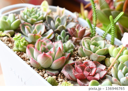 多肉植物の寄せ植えされた多肉風の多肉サボテン 136946765