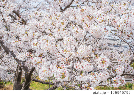 満開の桜《三重県 四日市市 川島町 鹿化川千本桜》 満開の桜《三重県 四日市市 川島町 鹿化川千本桜》 136946793