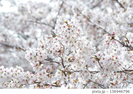満開の桜《三重県 四日市市 川島町 鹿化川千本桜》 136946796