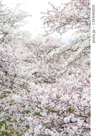 満開の桜《三重県 四日市市 川島町 鹿化川千本桜》 満開の桜《三重県 四日市市 川島町 鹿化川千本桜》 136946800