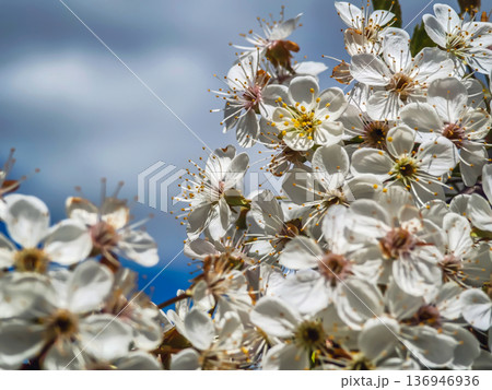 Cherry blossoms bloom during spring in a garden under a blue sky with clouds Cherry blossoms bloom during spring in a garden under a blue sky with clouds 136946936