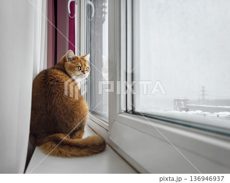 Cat sits by window and watches snow fall on a winter day in a warm indoor space Cat sits by window and watches snow fall on a winter day in a warm indoor space 136946937