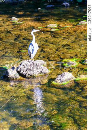 Grey heron (Ardea cinerea) in a river 136947068