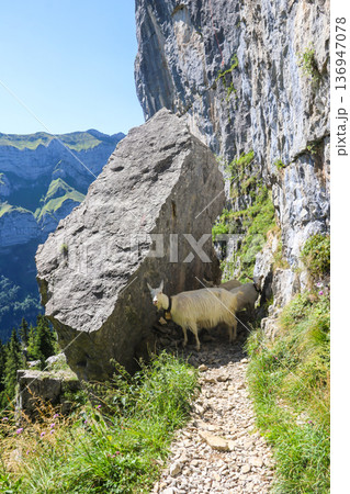 White goats with bell grazing in the Swiss Alps, near Appenzell in the Alpstein mountain range, Ebenalp, Switzerland 136947078