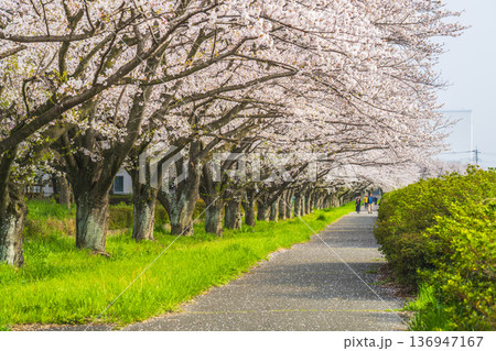 春の幸手権現堂公園　行幸湖沿いの美しい桜並木の風景【埼玉県・幸手市】 136947167