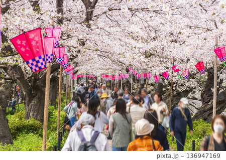 春の幸手権現堂公園 見頃を迎えた桜 花見を楽しむ人々【埼玉県・幸手市】 春の幸手権現堂公園 見頃を迎えた桜 花見を楽しむ人々【埼玉県・幸手市】 136947169