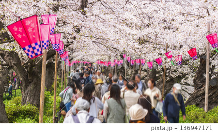 春の幸手権現堂公園　満開の桜並木道で花見を楽しむ人々【埼玉県・幸手市】 136947171