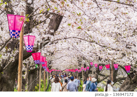幸手桜まつり　幸手権現堂公園の風景【埼玉県・幸手市】 136947172