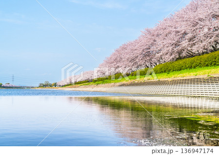 春の幸手権現堂公園 行幸湖に映る美しい桜並木【埼玉県・幸手市】 春の幸手権現堂公園 行幸湖に映る美しい桜並木【埼玉県・幸手市】 136947174