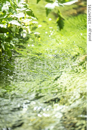 森の新緑・清流・エコイメージ 地蔵滝の泉 森の新緑・清流・エコイメージ 地蔵滝の泉 136947591