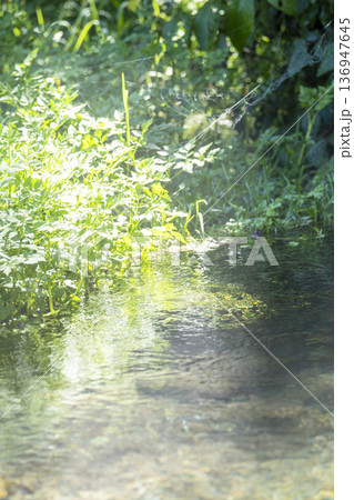 森の新緑・清流・エコイメージ 地蔵滝の泉 森の新緑・清流・エコイメージ 地蔵滝の泉 136947645