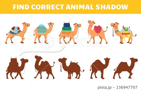 Find correct camel shadow kids play. Toddler educational game with cartoon funny camels. Desert animals with carpets and shadows, vector template Find correct camel shadow kids play. Toddler educational game with cartoon funny camels. Desert animals with carpets and shadows, vector template 136947707