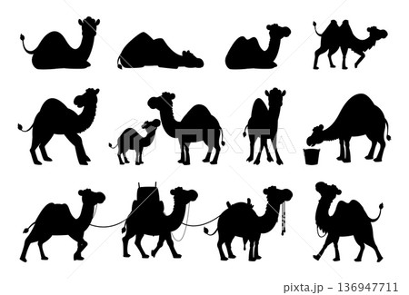 Camel black silhouettes. Isolated elements for cutting. Desert animals, wild nature or arabian domestic pack animal. Decorative wall stickers, vector clipart 136947711
