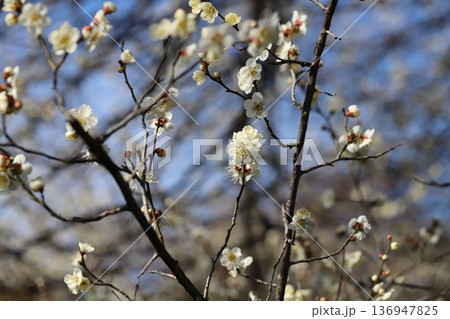 冬の公園に咲く白い梅の花 136947825