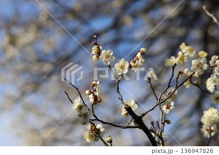冬の公園に咲く白い梅の花 136947826