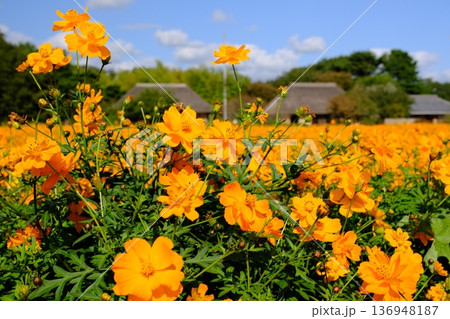 ひたち海浜公園　みはらしの里のキバナコスモスと茅葺民家 136948187