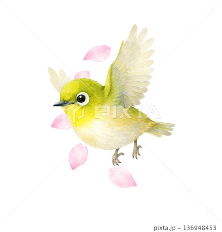 舞う桜と飛ぶメジロ 水彩風 春イラスト素材 136948453